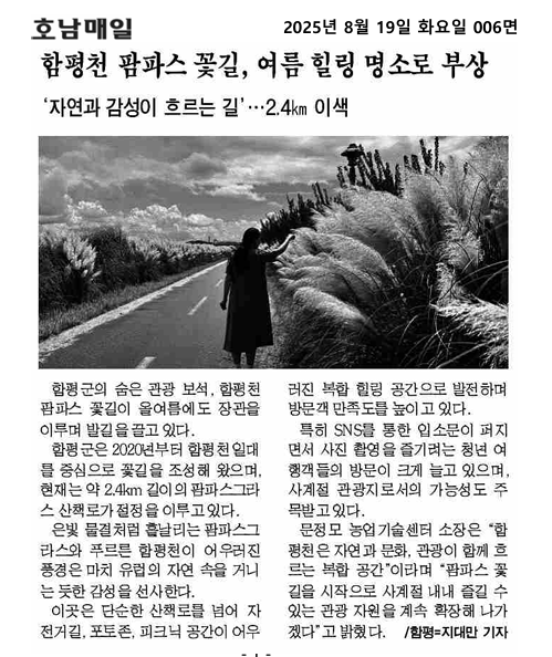 함평천 팜파스 꽃길, 여름 힐링 명소로 부상