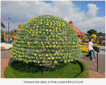 ‘국화 예술의 절정’ 함평군, 한 뿌리에 1,763송이 활짝 천간작 공개