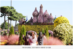 국화 만개 함평군, ‘2025 대한민국 국향대전’ 인기 절정